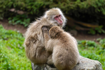 Young Japanese Macaque is grooming the adult macaque at Jigokudani monkey park in Nagano Japan