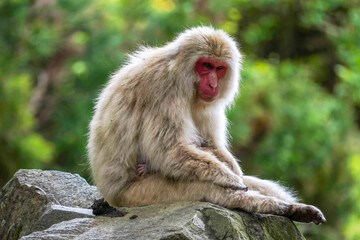 Beautiful Japanese Macaque at Jigokudani monkey park in Nagano Japan