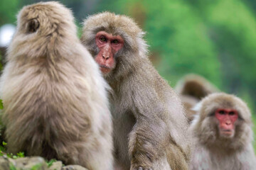 Beautiful Japanese Macaques in Jigokudani monkey park in Nagano Japan