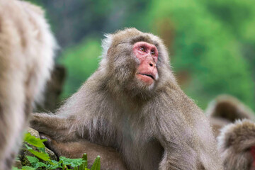 Beautiful Japanese Macaque at Jigokudani monkey park in Nagano Japan
