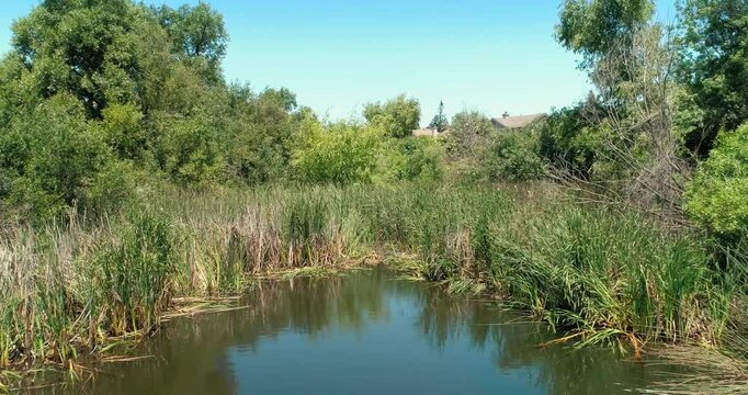 A duck swims in a waterway surrounded by reeds and trees in Tule Pond, Fremont, California, USA. The water reflects the blue sky. This image shows nature in an urban environment.