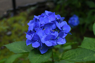 紫陽花、千葉県松戸の紫陽花寺「長谷山本土寺」にて