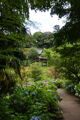 千葉県松戸の紫陽花寺「長谷山本土寺」にて