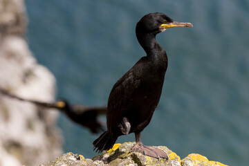 Black Cormorant Resting Proudly on the Rocky Shoreline by the Beautiful Ocean Waves