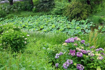 June 28, 2025, Morioka, Iwate Prefecture, Japan.View of the area around Sakurayama Shrine and plants such as butterbur.