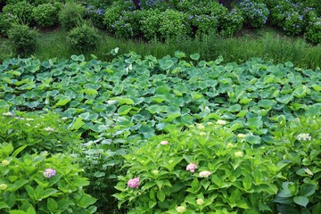 June 28, 2025, Morioka, Iwate Prefecture, Japan.View of the area around Sakurayama Shrine and plants such as butterbur.