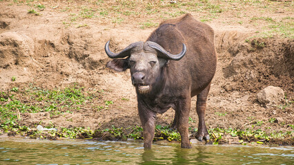 Fototapeta premium African buffalo stands at water's edge on Kazinga Channel Uganda