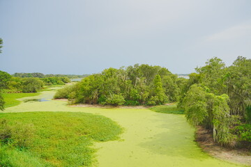 Plant city, Florida, USA: 06 22 2025: The landscape of Edward Medard Conservation Park in Plant City close to Tampa