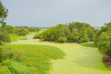 Plant city, Florida, USA: 06 22 2025: The landscape of Edward Medard Conservation Park in Plant City close to Tampa