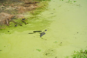 Plant city, Florida, USA: 06 22 2025: The landscape of Edward Medard Conservation Park in Plant City close to Tampa