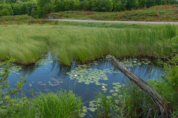 Road side pond with Lily Pads and wild grasses