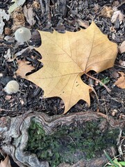 Autumn Leaf and Mushrooms on Forest Floor