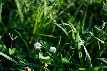 White Clover Flower in a Vibrant Green Field in Shinjuku