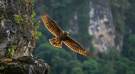 Obraz premium Javan eagle in flight