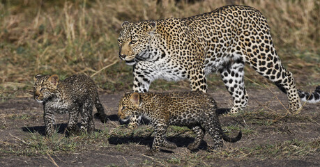 Female leopard with her two cubs 