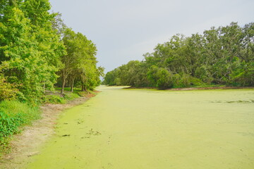 Plant city, Florida, USA: 06 22 2025: The landscape of Edward Medard Conservation Park in Plant City close to Tampa