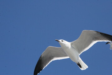 Seagull