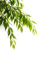 Obraz premium Isolated weeping cherry branch with beautiful blooms on a clean white background