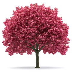 Obraz premium Isolated vibrant pink leaf tree on white backdrop, a botanical illustration