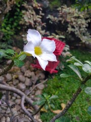 pink and white flower