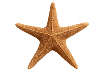 Close-up of a textured, orange starfish with transparent background, highlighting its unique five-point radial symmetry