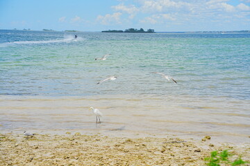 Honeymoon island, Florida, USA: 06 22 2025: The landscape of Honeymoon island 
