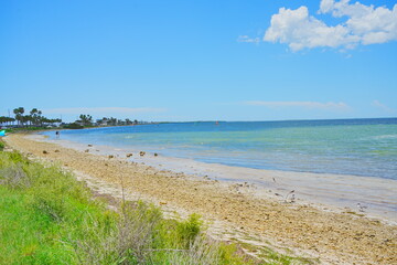 Honeymoon island, Florida, USA: 06 22 2025: The landscape of Honeymoon island 