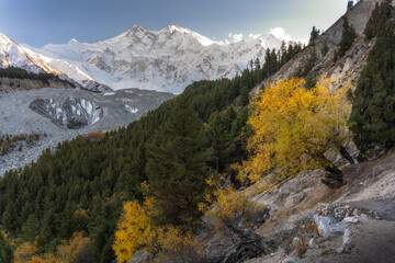A striking autumn scene with golden-leaved trees on a mountain slope, set against a dramatic backdrop of a glacier and towering snow-covered peaks under a clear sky