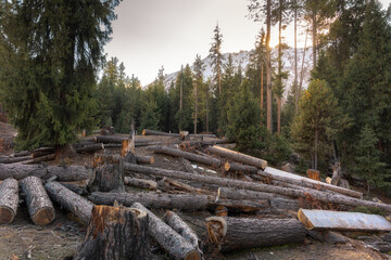 Deforestation in Dense Coniferous Forest at Sunset with Snowy Mountains in the Background