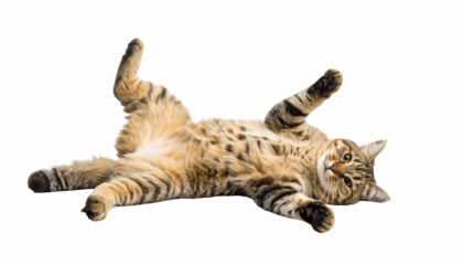 Playful Tabby Cat Relaxing on Its Back with Fluffy Belly Exposed