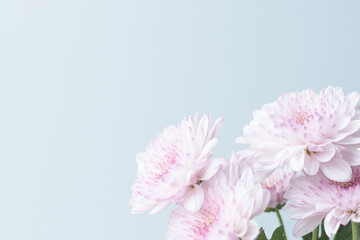 スプレーマムのピンクの花を薄青背景で撮影06