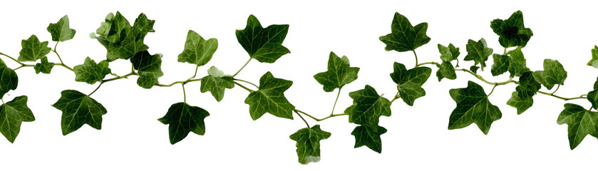 Lovely green ivy leaves create a natural and calming atmosphere. transparent background