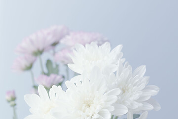 スプレーマムのピンクと白いの花を薄青背景で撮影12