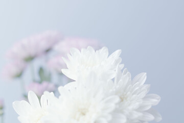 スプレーマムのピンクと白いの花を薄青背景で撮影15