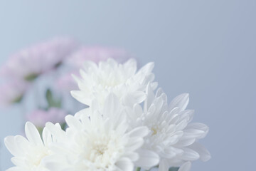 スプレーマムのピンクと白いの花を薄青背景で撮影13