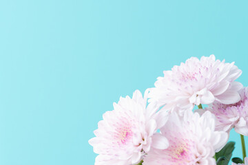 スプレーマムのピンクの花を青背景で撮影04