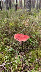 A Stunningly Vibrant Red Mushroom Nestled in a Picturesque Woodland Setting Among Natures Beauty