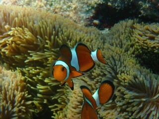 Vibrant Orange Clownfish Hiding in Sea Anemone