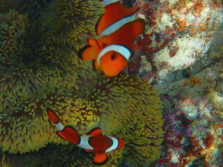 Vibrant Clownfish in a Coral Reef Underwater Paradise © Daniel