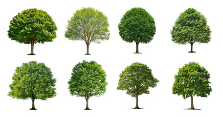 Variety of Leafy Trees in Different Seasons and Growth Stages, Bundle Set Collection, Isolated on Transparent Background
