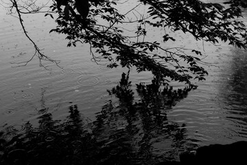 Black and White Photographs of Trees Reflected in a Pond