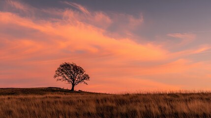 Fototapeta premium Solitary Tree Silhouette at Pink Sunset on Grassy Hill