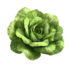 Obraz premium Close-up of a vibrant green vegetable flower.