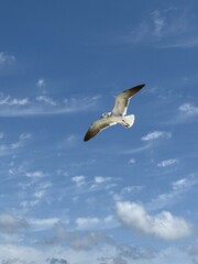 seagull in flight