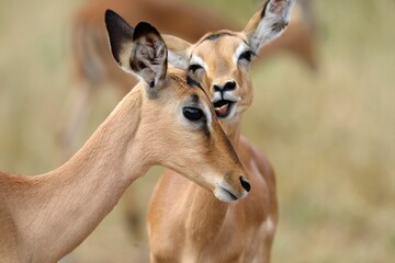 Playful Impala Interaction in African Savannah. A Close-Up Wildlife Moment