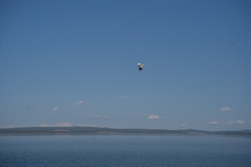 Seagull Flying over Khuvsgul Lake in Mongolia under Clear Blue Sky