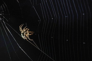 Close-up of a spider weaving its web on a dark background.