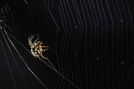 Close-up of a spider weaving its web on a dark background.