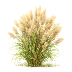 grass isolated on white background