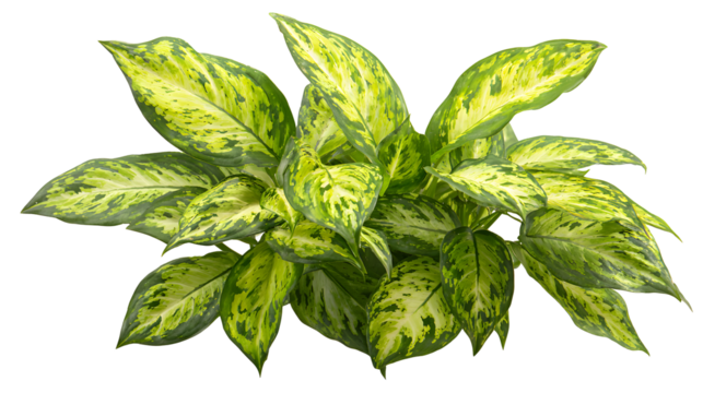 green leaves isolated on white background